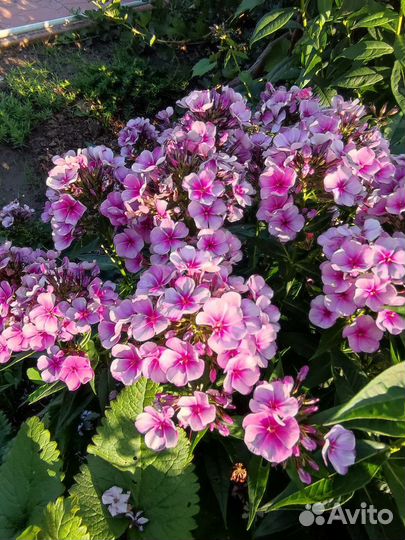 Флоксы сортовые