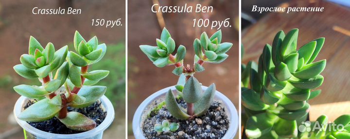 Крассулы разных видов
