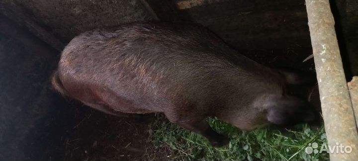 Свиноматка