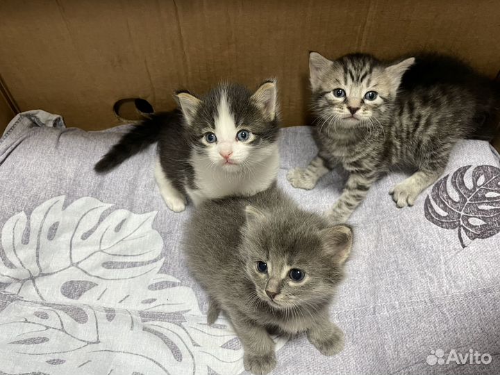 Коты в добрые руки