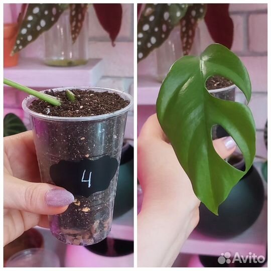 Монстеры и другие растения