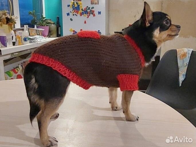Одежда для маленьких собак