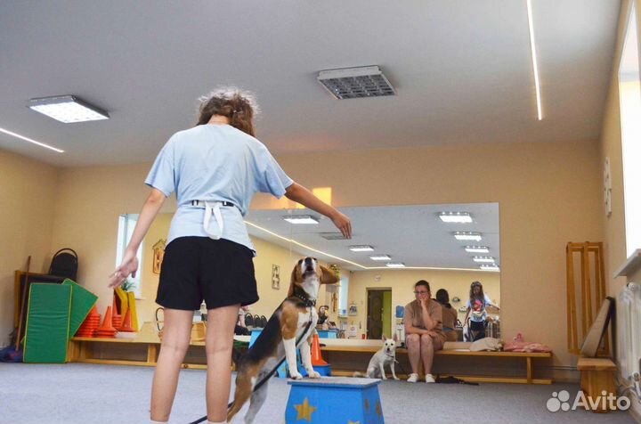 Курс дрессировки собак