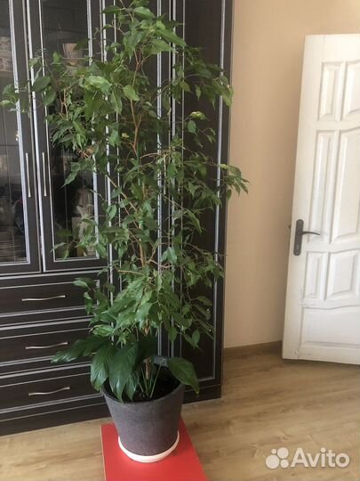 Фикус дерево