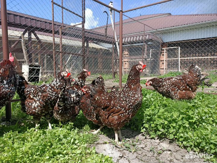 Инкубационное яйцо