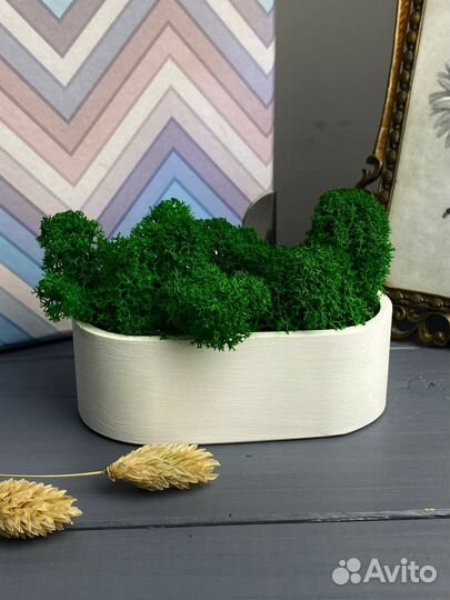 Мох стабилизированный в кашпо