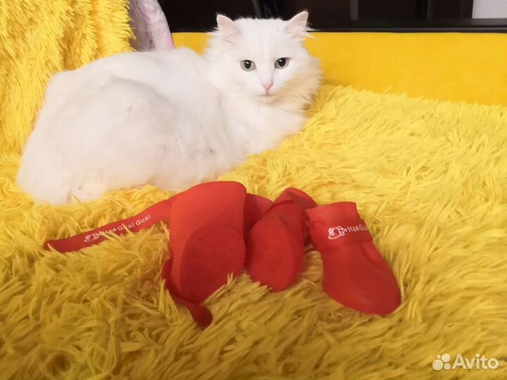 Для кокера спаниеля обувь резиновая