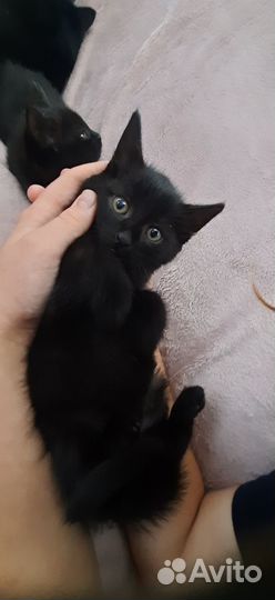 Домашние котята чёрные