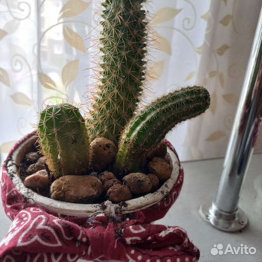 Кактусы и суккуленты в дизайнерском кашпо