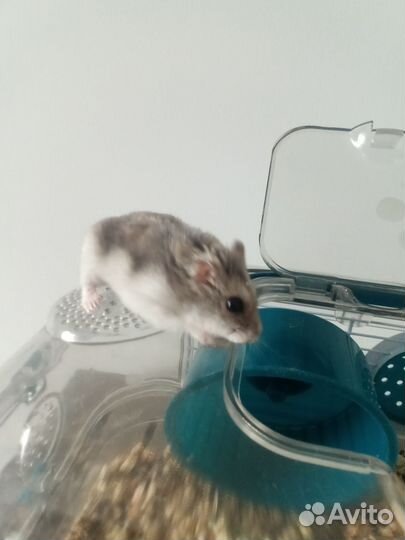 Хомяк бесплатно всё остальное платно