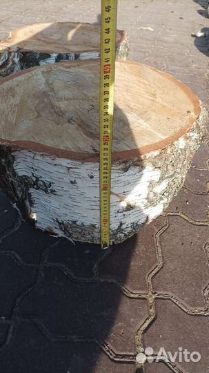 Пень березовый
