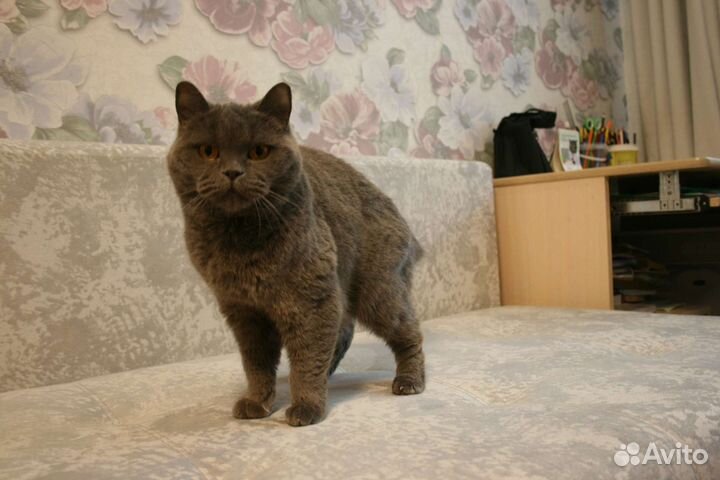 Британская