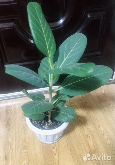 Фикусы сортовые