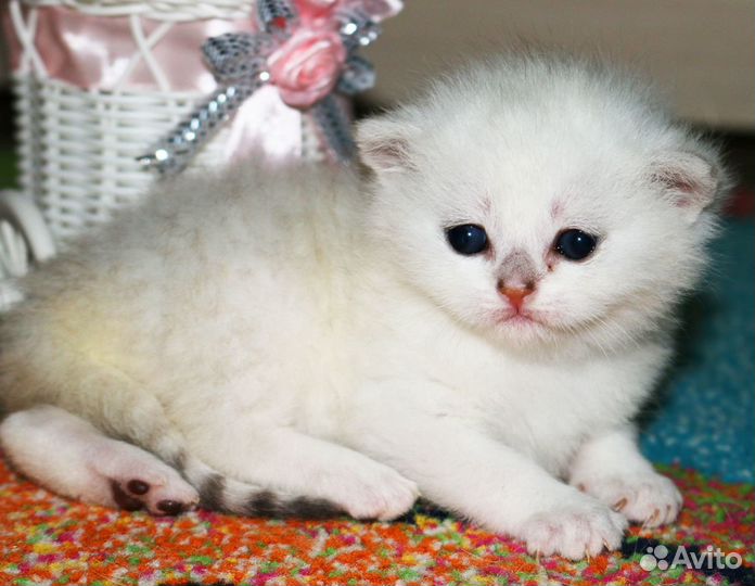 Серебристые британские шиншиллы