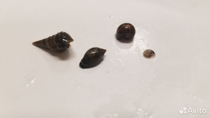 Мох, аквариумные растения, креветки, гуппи