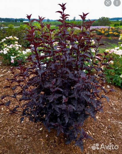 Декоративные кустарники (пузыреплодники, крушина)