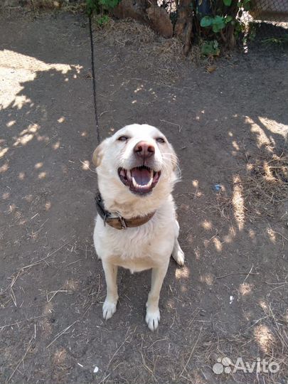 Собака мальчик ищет дом