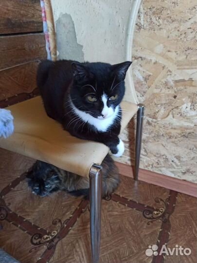 Кошка Улечка ищет дом