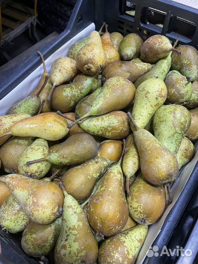 Груша конференция