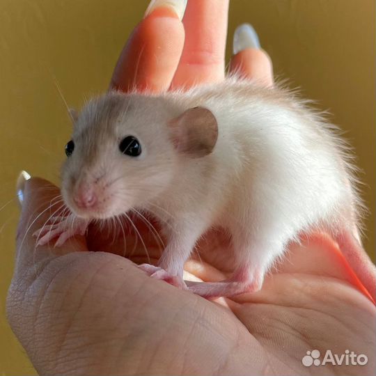 Питомник. Дамбо крысы, крысята, крыса