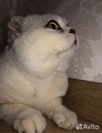 Шотланский кот