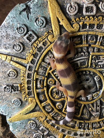 Геккон эублефар