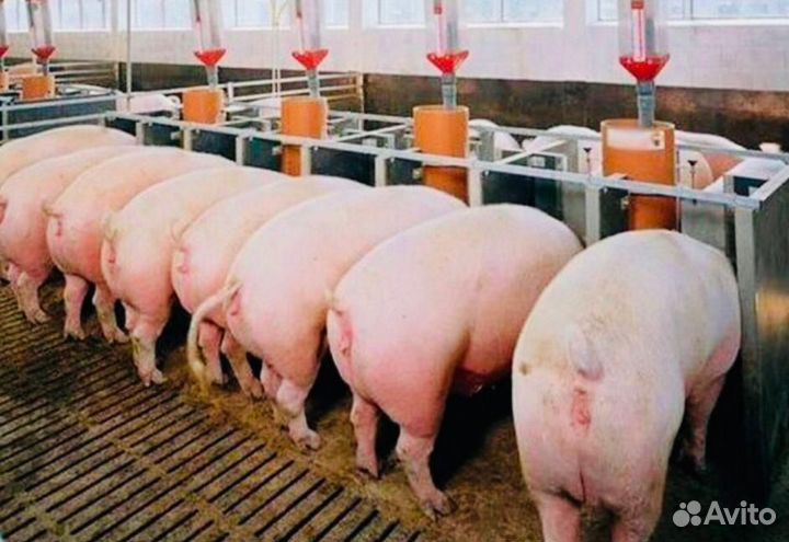 Семя Племенных хряков