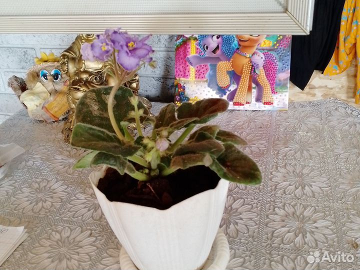 Фиалка махровая