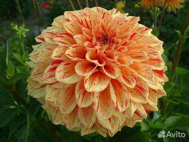 Георгины клубни, мультифлора