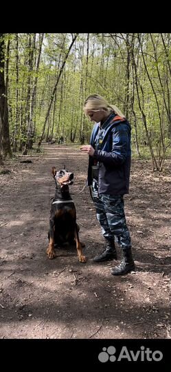 Услуги кинолога