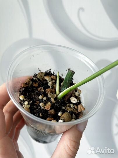 Эпипремнум пиннатум вариегатный