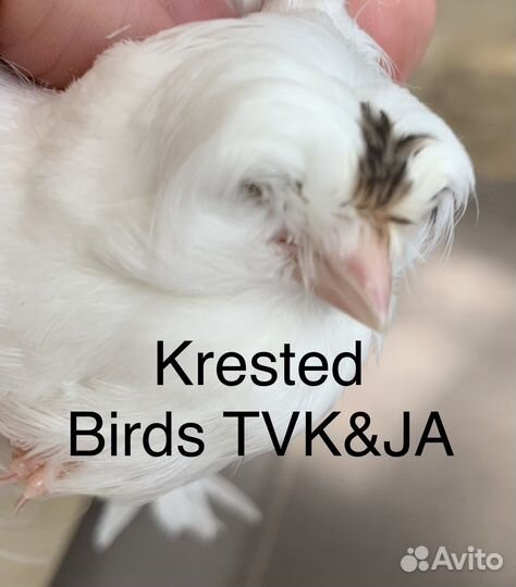 Кенара и канарейки царь канареек крест бред