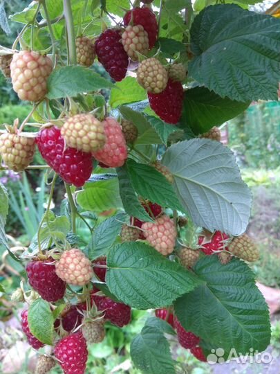 Ремонтантная малина