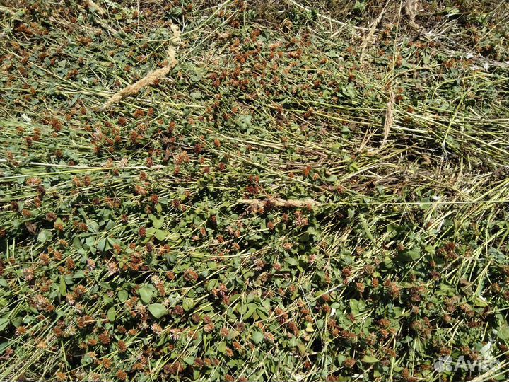 Сено луговое, солома пшеничная и ячменная