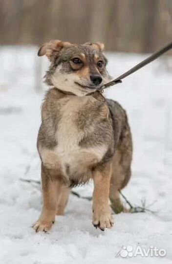 Муся мечтает о доме и любимом человеке