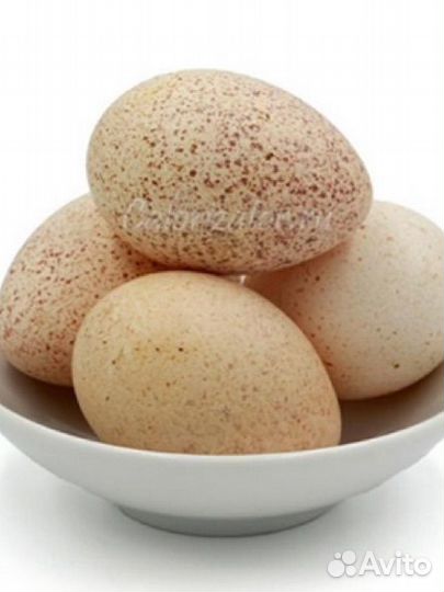 Инкубационное яйцо цесарки