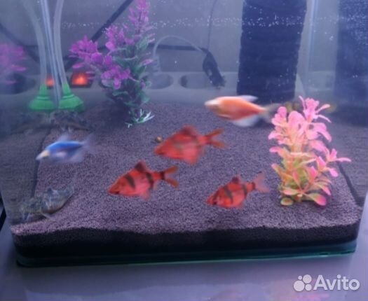 Аквариумные рыбки