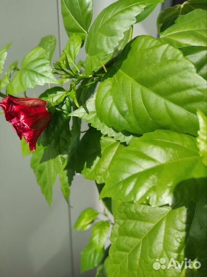 Гибискус китайская роза и абитулон