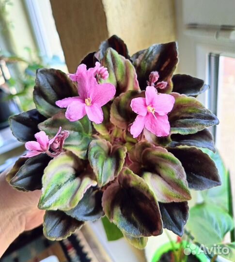 Комнатные растения.Обновлен 23.04