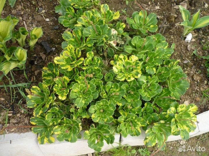 Камнеломка теневая Variegata