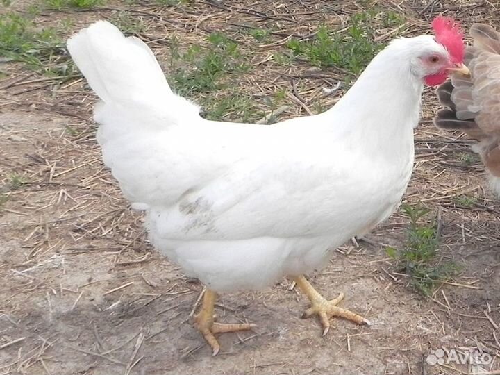 Куры Несушки, Бесплатная доставка