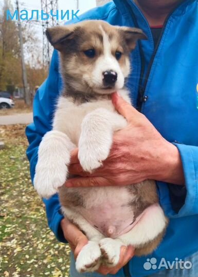 Щенок мальчик