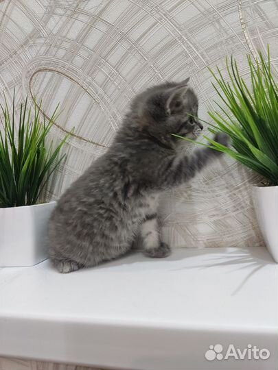 Британская