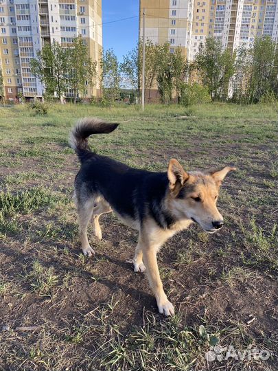 Собака в добрые руки