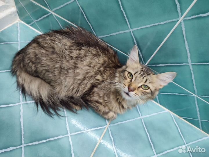 Преданная подружка