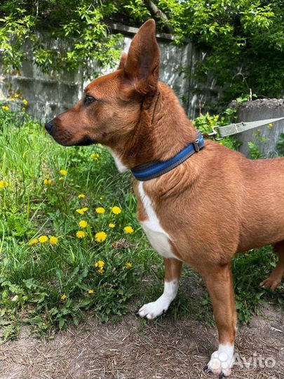 Собака Белка