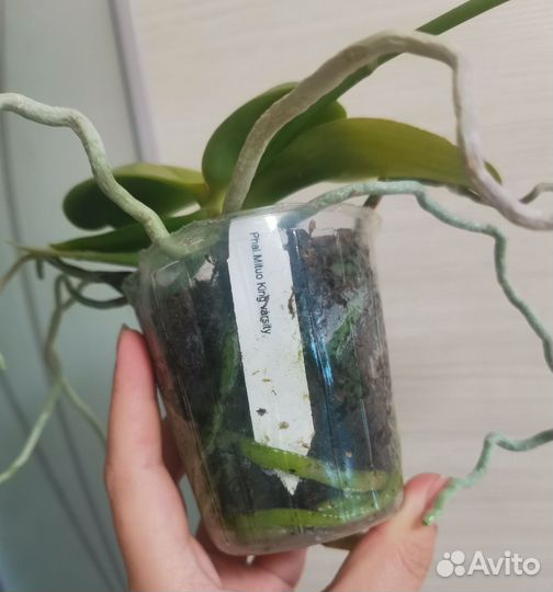 Орхидея Миту Кинг бабочка