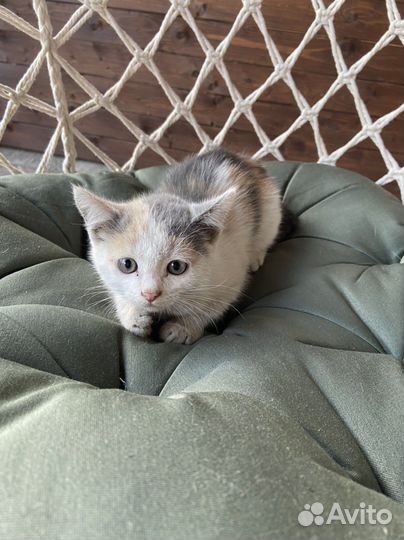 Умная кошечкаК лотку приученаВ дар бесплатно