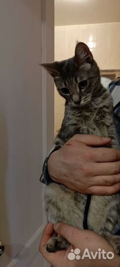 Кошка Тиффани
