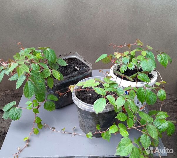 Саженцы девичий виноград (вичи)